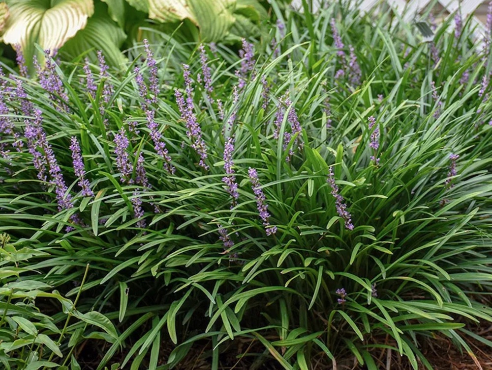 Groundcovers that grow in sandy soil and Sun Big Blue Liriope Grass #SandySoil #SandySoilGroundCovers #Gardening #GroundCoversForSandySoil #SandySoilSolutions #Landscaping 