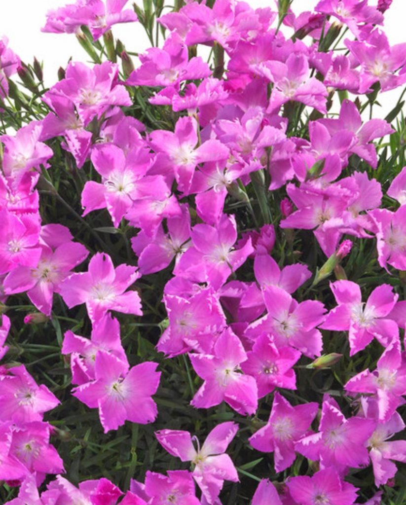 Attracts Butterflies Dianthus Kahori® Pink #SandySoil #SandySoilConditions #Gardening #PlantsForSandySoil #SandySoilPlants #Landscaping 
