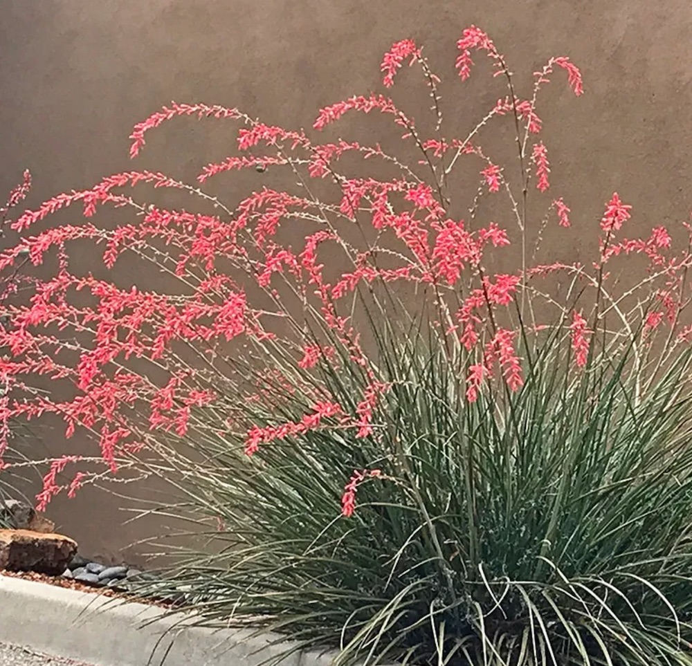 Tolerant of Drought Conditions FlowerKisser™ Weeping Pink Texas Yucca #FlowerKisser #WeepingPinkTexasYucca #Gardening #SummerFlowers #BeneficialForPollinators #BeeFriendly #AttractsHummingbirds
