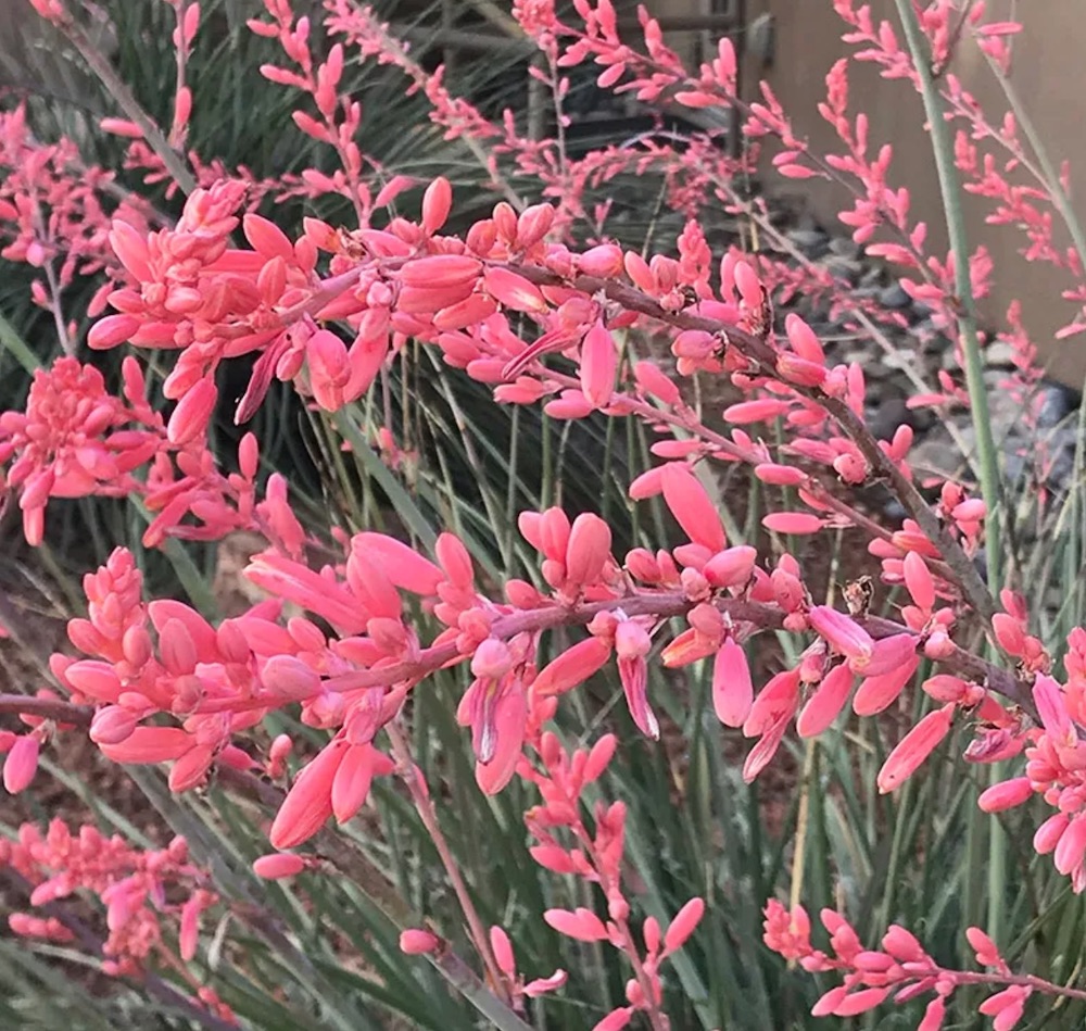Loved by Hummingbirds FlowerKisser™ Weeping Pink Texas Yucca #FlowerKisser #WeepingPinkTexasYucca #Gardening #SummerFlowers #BeneficialForPollinators #BeeFriendly #AttractsHummingbirds