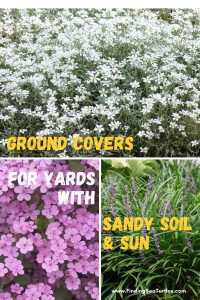 Groundcovers that Grow in Sandy Soil and Sun