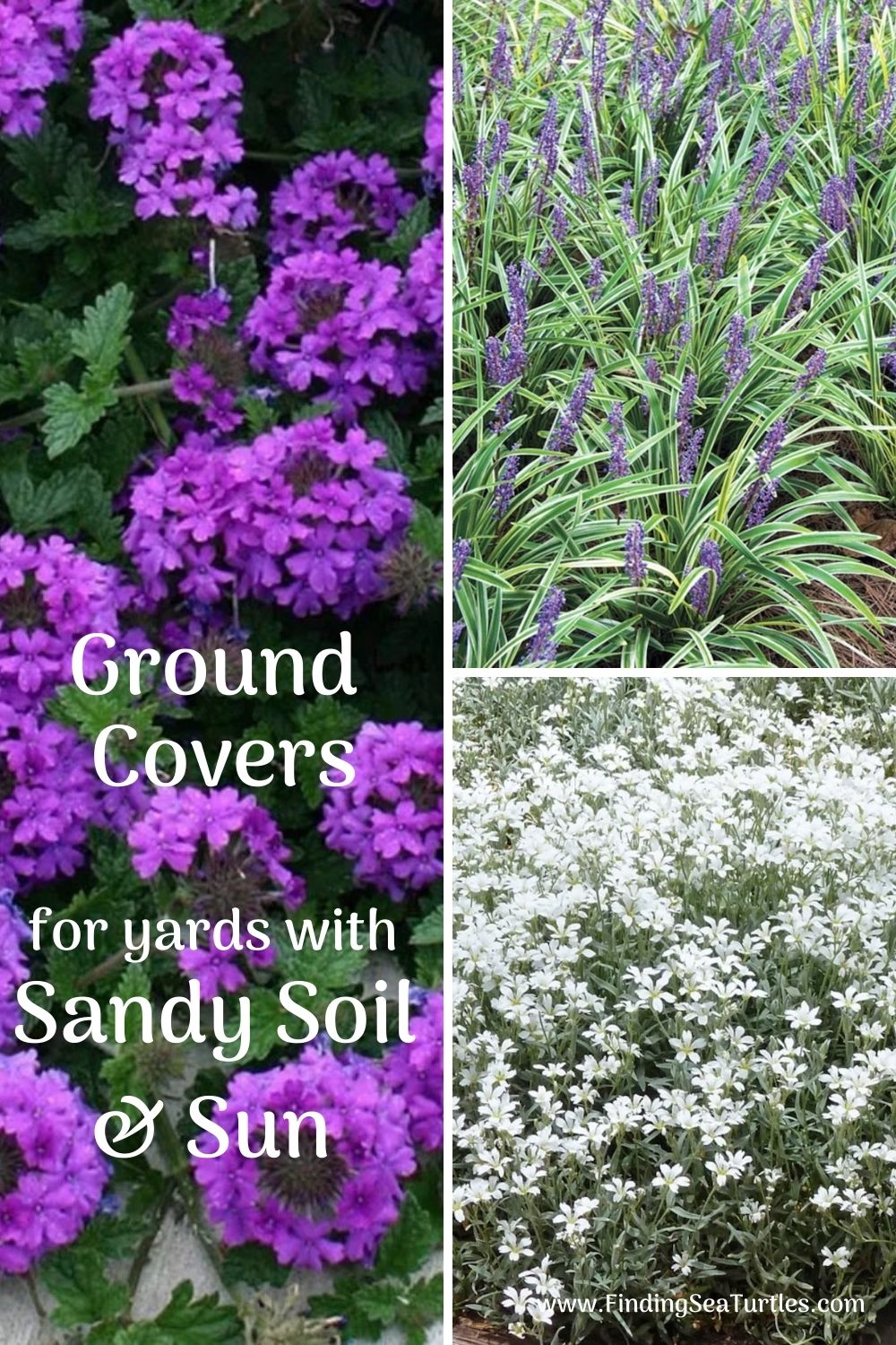 Groundcovers that Grow in Sandy Soil and Sun