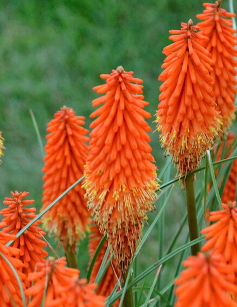 Beneficial for Pollinators Kniphofia Joker's Wild Beneficial for Pollinators Kniphofia Joker's Wild 