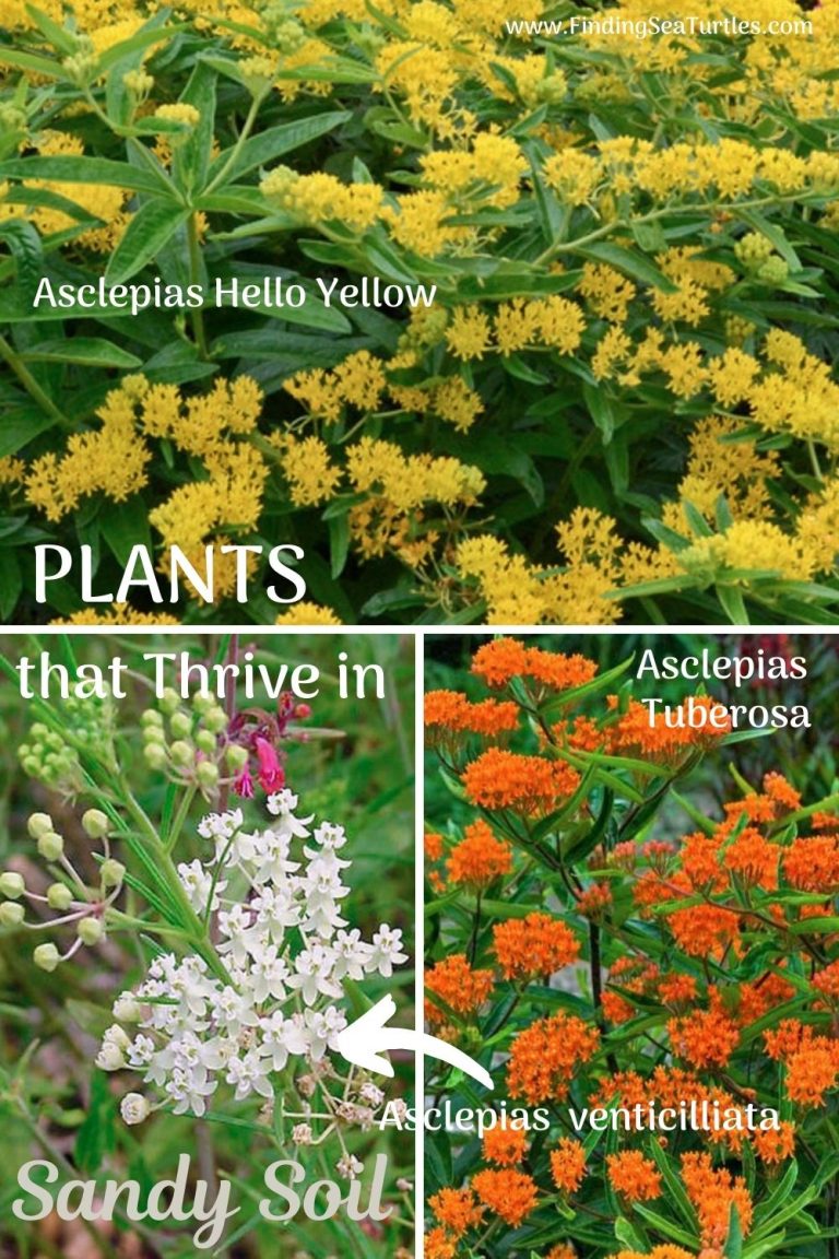 Plants that Grow in Sandy Soil and Sun