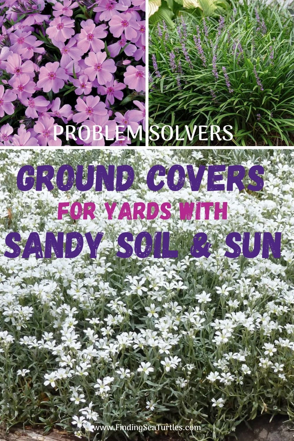 Groundcovers that Grow in Sandy Soil and Sun