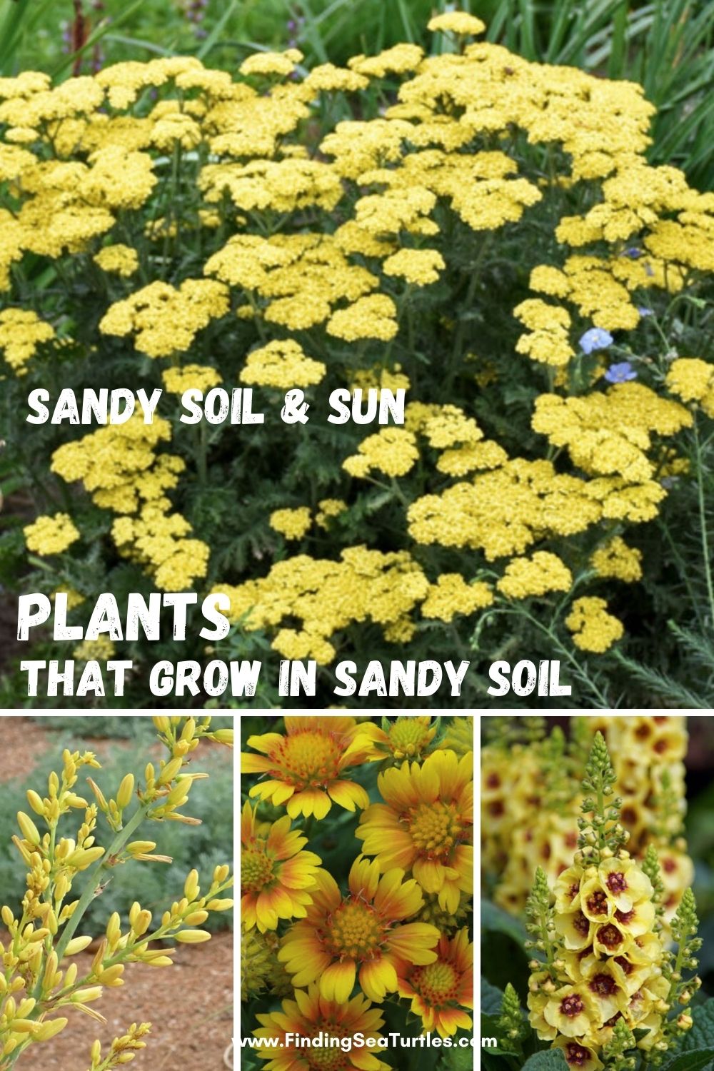 Plants that Grow in Sandy Soil and Sun