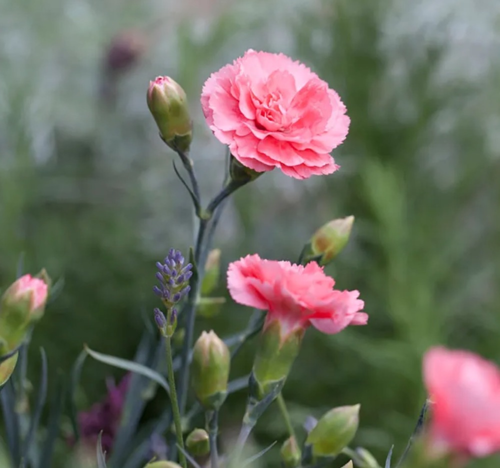 Fragrant Scent First® Romance Garden Pinks #SandySoil #SandySoilConditions #Gardening #PlantsForSandySoil #SandySoilPlants #Landscaping 