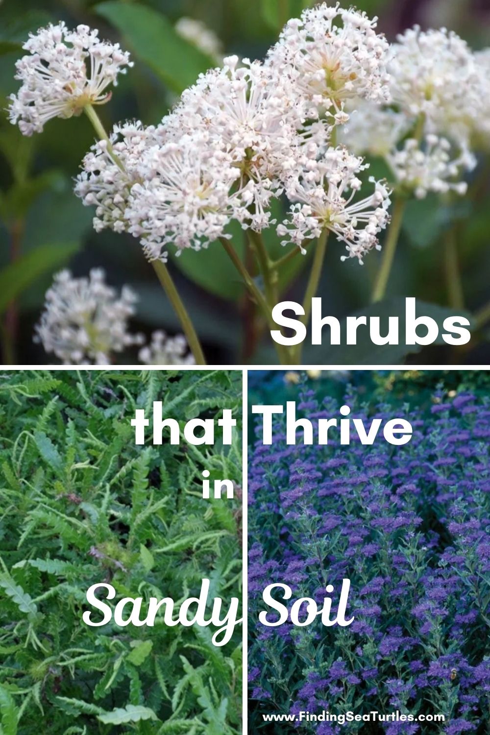 Shrubs that Grow in Sandy Soil