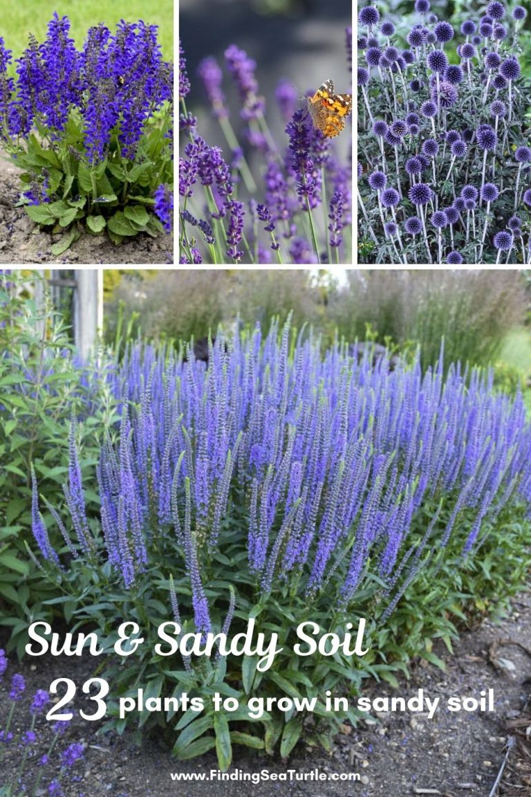 Plants that Grow in Sandy Soil and Sun
