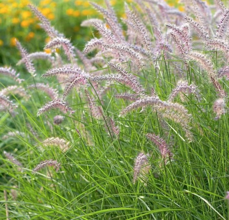 Ornamental Grasses that Grow in Sandy Soil and Sun