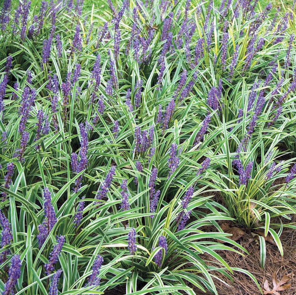 Plants that Grow in Sandy Soil and Shade Liriope Variegated #SandySoil #SandySoilPlants #Perennials #Gardening #PlantsForSandySoil #SandySoilSolutions #Landscaping 