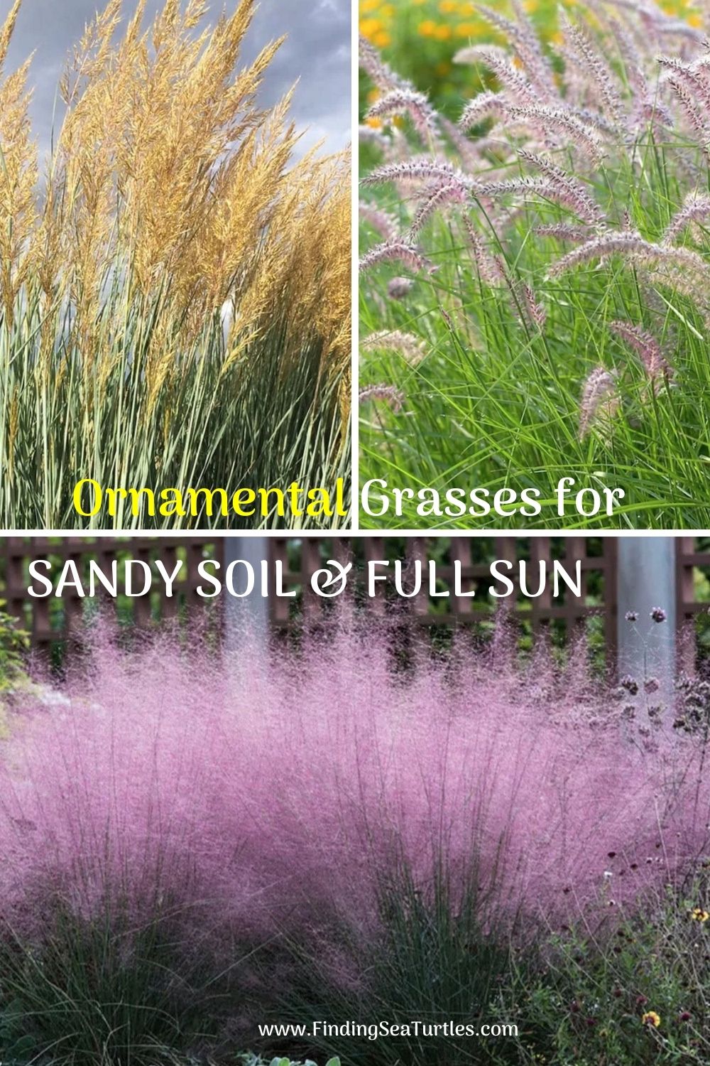 Ornamental Grasses that Grow in Sandy Soil and Sun