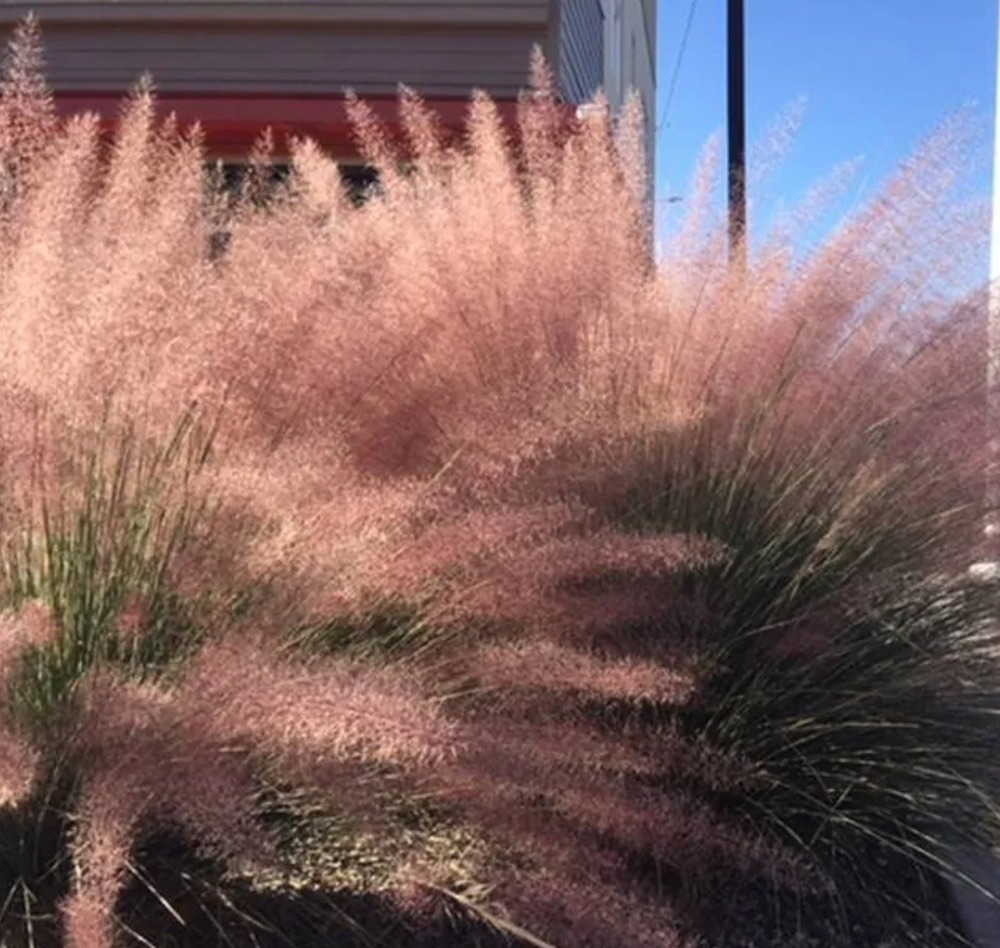 Ornamental grasses that grow in sandy soil and Sun Pink Flamingo Muhly Grass #SandySoil #SandySoilOrnamentalGrasses #OrnamentalGrasses #Gardening #GrassesForSandySoil #SandySoilSolutions #Landscaping 