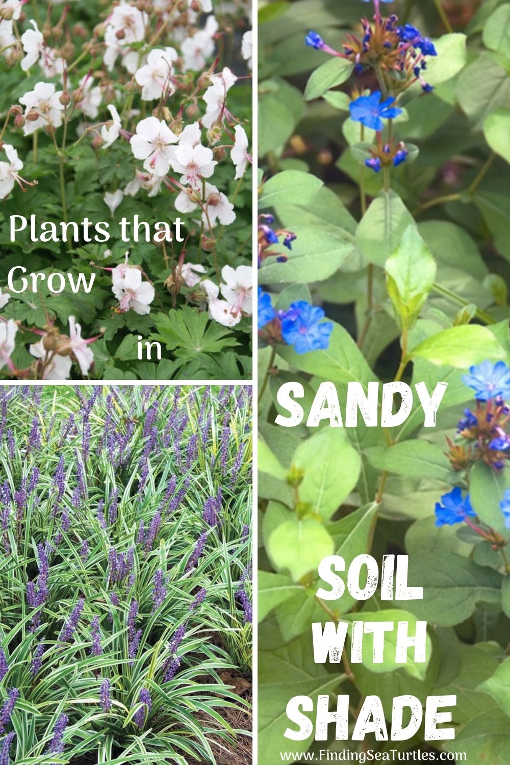 Plants that Grow in Sandy Soil and Shade