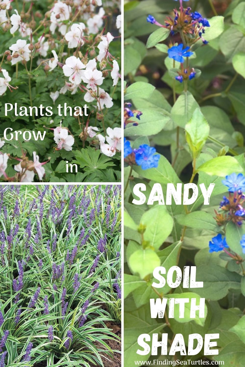 plants-that-grow-in-sandy-soil-and-shade