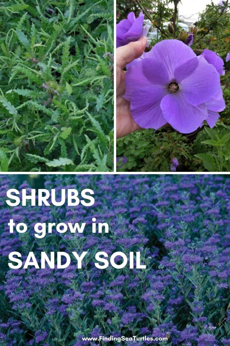 Shrubs that Grow in Sandy Soil