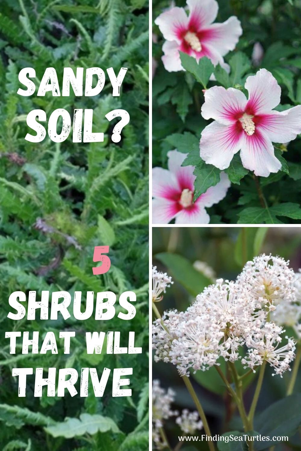 shrubs-that-grow-in-sandy-soil