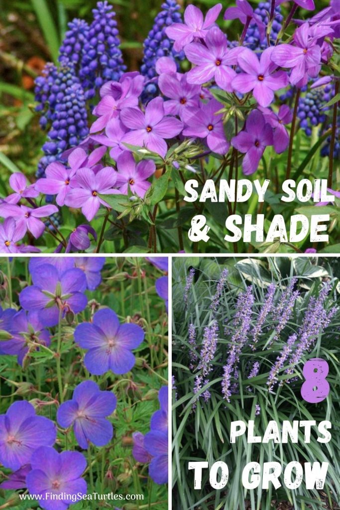 Sandy Soil and Shade 8 Plants to Grow #SandySoil #SandySoilPlants #Perennials #Gardening #PlantsForSandySoil #SandySoilSolutions #Landscaping 