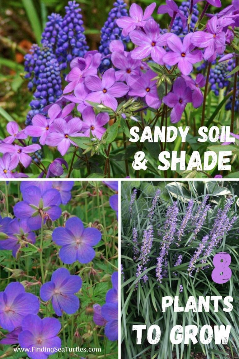 Plants that Grow in Sandy Soil and Shade