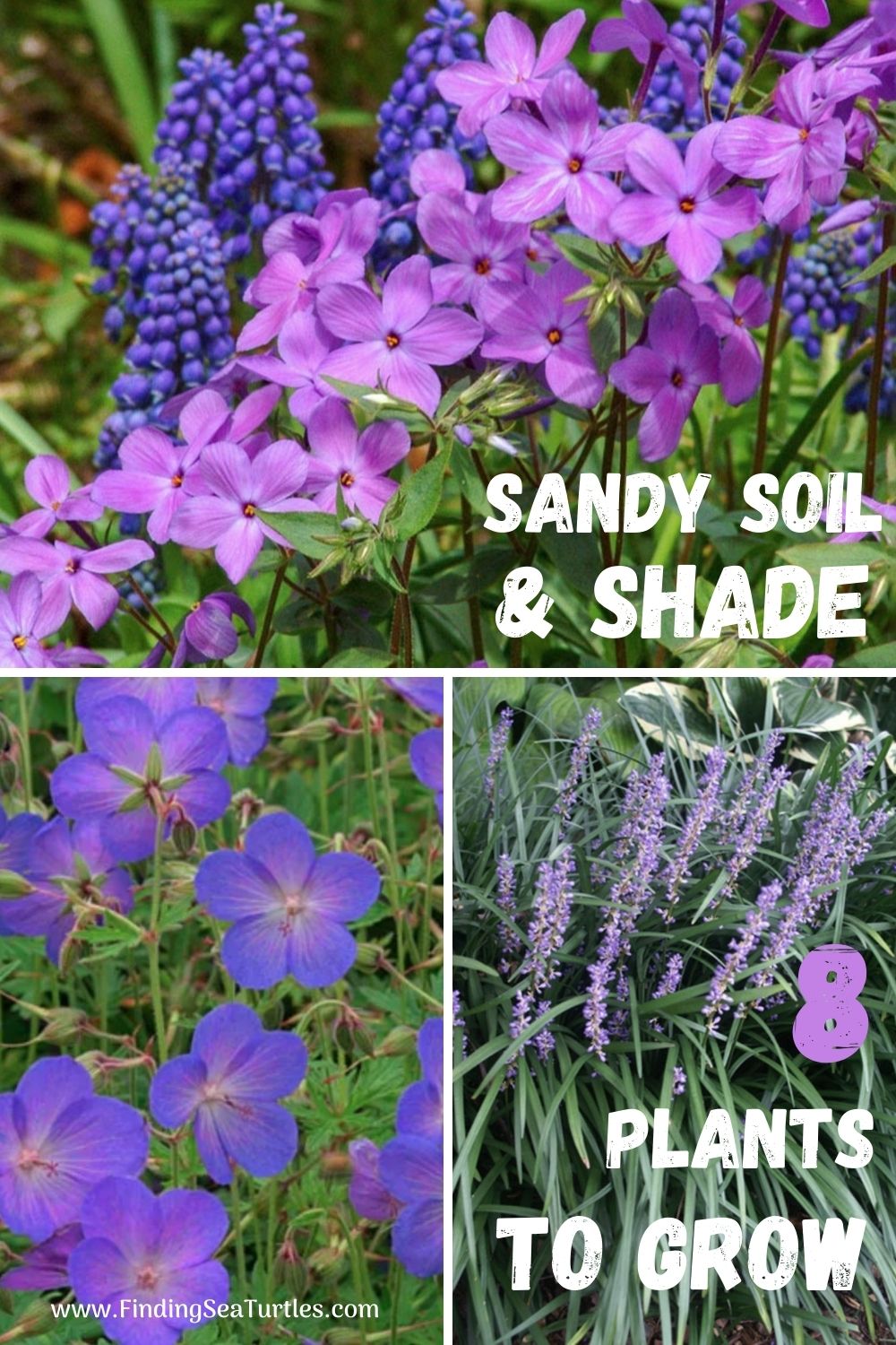 plants-that-grow-in-sandy-soil-and-shade