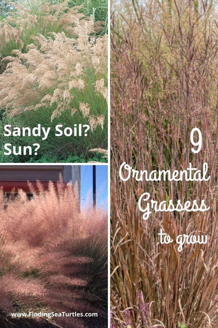 Ornamental Grasses that Grow in Sandy Soil and Sun