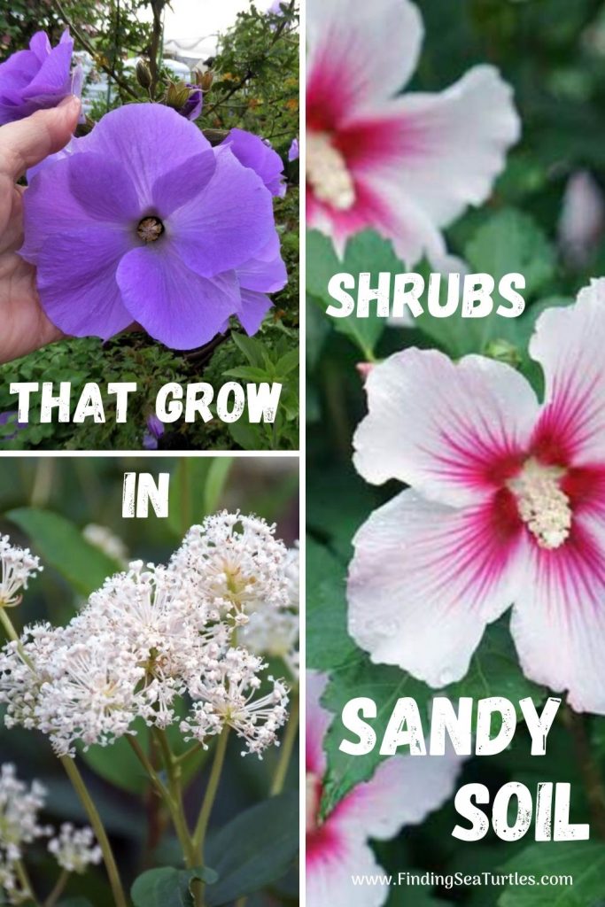 Shrubs that Grow in Sandy soil #SandySoil #SandySoilShrubs #Perennials #Shrubs #Gardening #ShrubsForSandySoil #SandySoilSolutions #Landscaping 