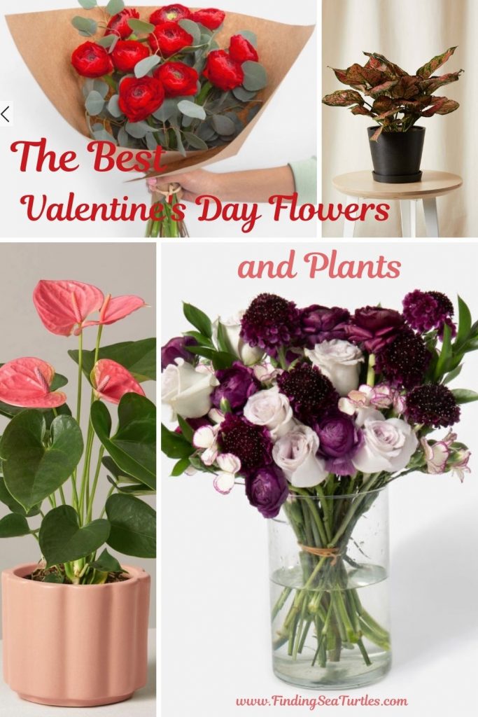 The Best Valentine's Day Flowers and Plants #flowers #FlowerDelivery #bouquets #OnlineFlowers #FlowersOnline #ValentinesDay #ValentinesFlowers #SendFlowers