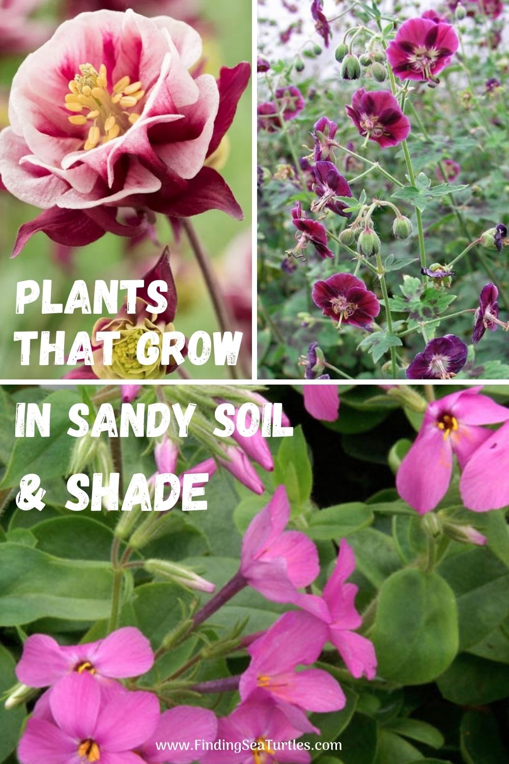 Plants that Grow in Sandy Soil and Shade