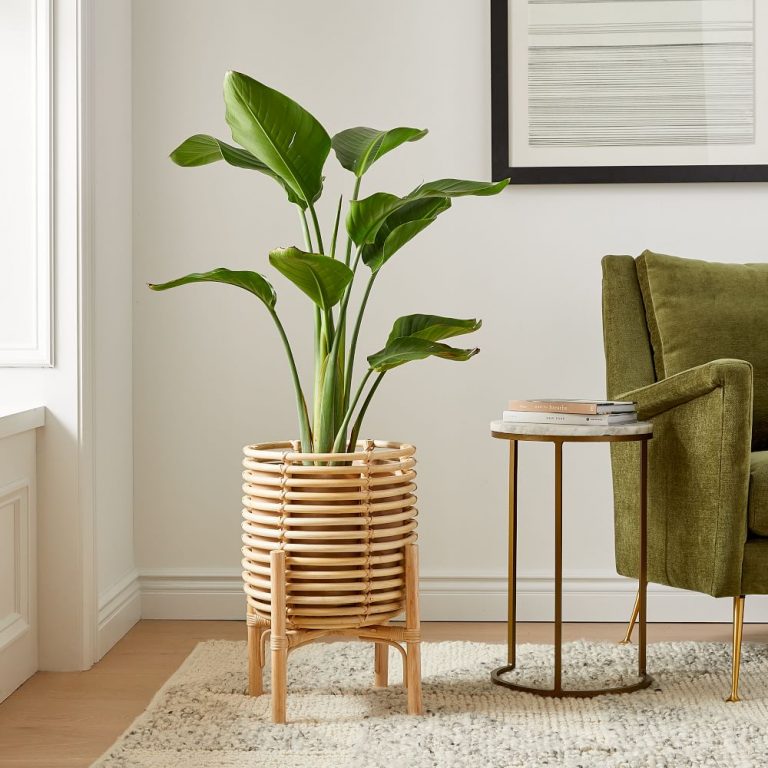 13 Rattan Plant Stands We Adore
