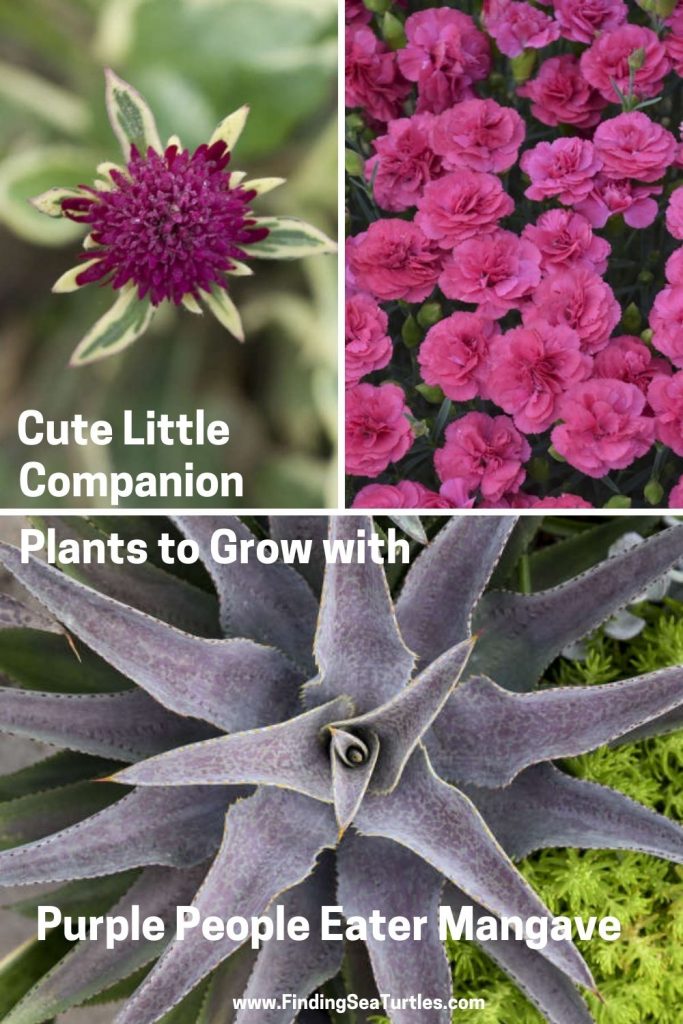 Cute Little Companion Plants to Grow with Purple People Eater Mangave #Mangave #PurplePeopleEaterMangave #CompanionPlants #CompanionsPurplePeopleEater #Garden #Gardening #MadAboutMangave #EasyToGrow #LowMaintenance #DroughtTolerant #Succulent #WaltersGardensInc