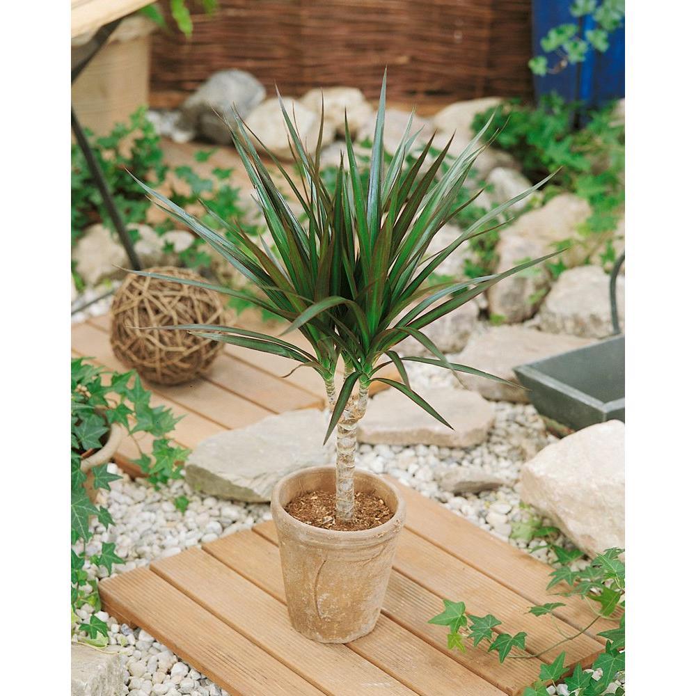 Houseplant Decor Ideas Dracaena Marginata #Coastal #HousePlants #IndoorPlants #AirPurifyingPlants #GoGreen #GreenLiving #CoastalDecor #CoastalHome #CoastalLiving #InteriorTips #InteriorTipsAndTricks #GreenLovers #InteriorDesignTips #HomeDecorTipsAndTricks #HomeDecor 