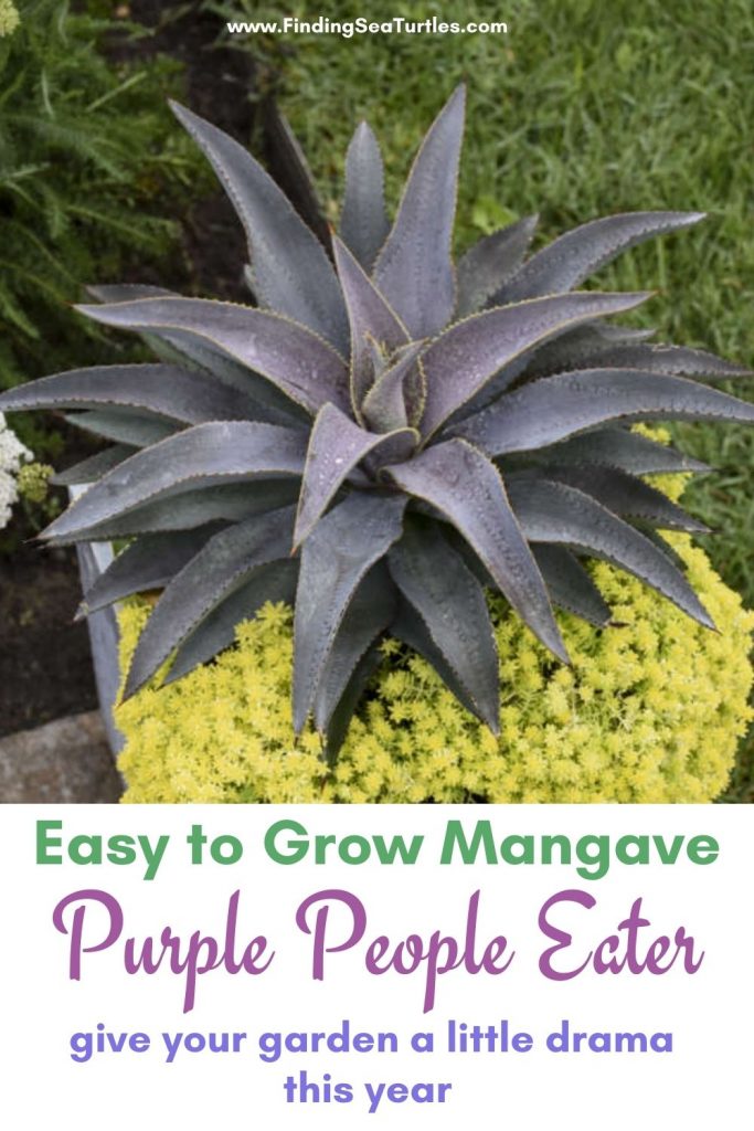 Easy to Grow Mangave Purple People Eater give your #Mangave #PurplePeopleEaterMangave #Garden #Gardening #MadAboutMangave #EasyToGrow #LowMaintenance #DroughtTolerant #Succulent #WaltersGardensInc