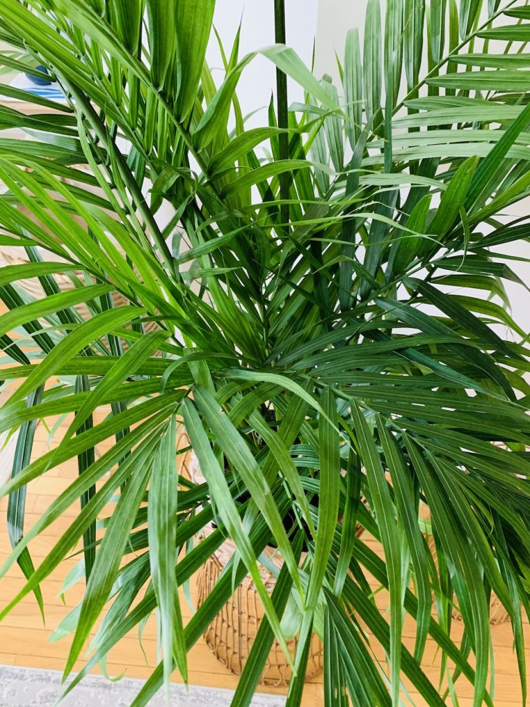 Grow Majestic Palm Fronds of the Majesty Palm #Palms #MajestyPalm #IndoorPlants #HousePlants #Solutions #GrowMajestyPalm #GoGreen 