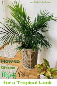 How to Grow Majesty Palm for a Tropical Look