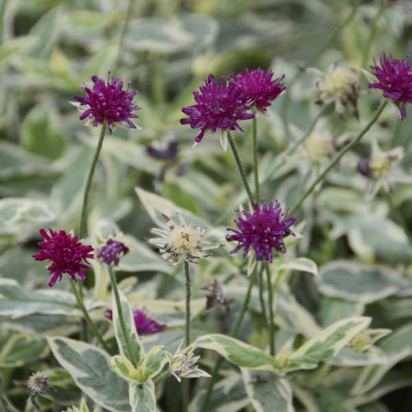 Knautia Thunder and Lightning - photo by Walters Gardens Inc. #Mangave #PurplePeopleEaterMangave #CompanionPlants #CompanionsPurplePeopleEater #Garden #Gardening #MadAboutMangave #EasyToGrow #LowMaintenance #DroughtTolerant #Succulent #WaltersGardensInc