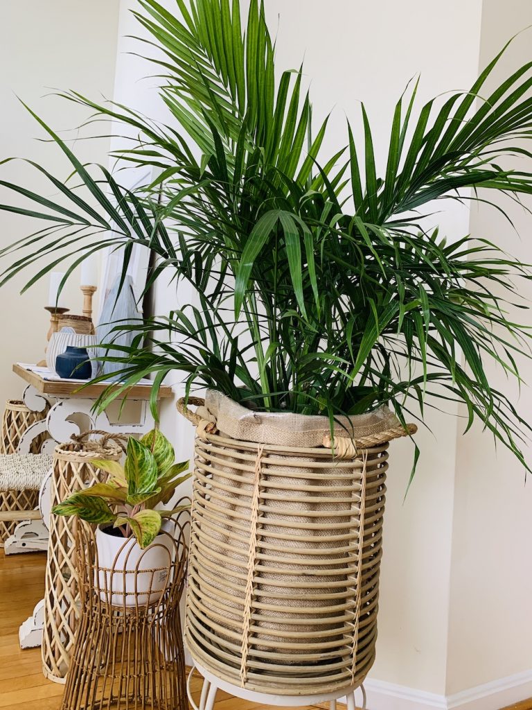 Majesty Palm 1 #Palms #MajestyPalm #IndoorPlants #HousePlants #Solutions #GrowMajestyPalm #GoGreen 