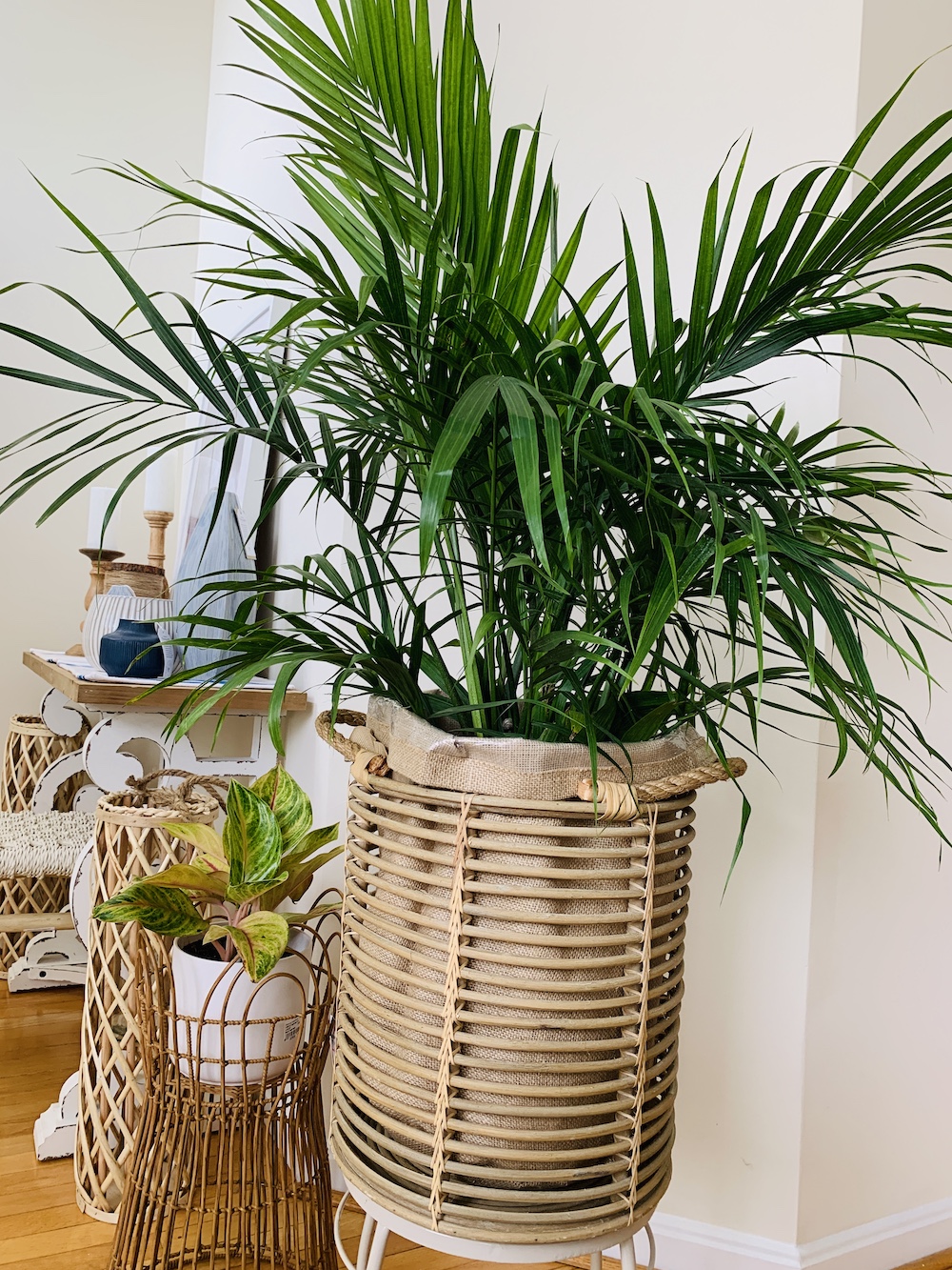 how-to-grow-majesty-palm-for-a-tropical-look