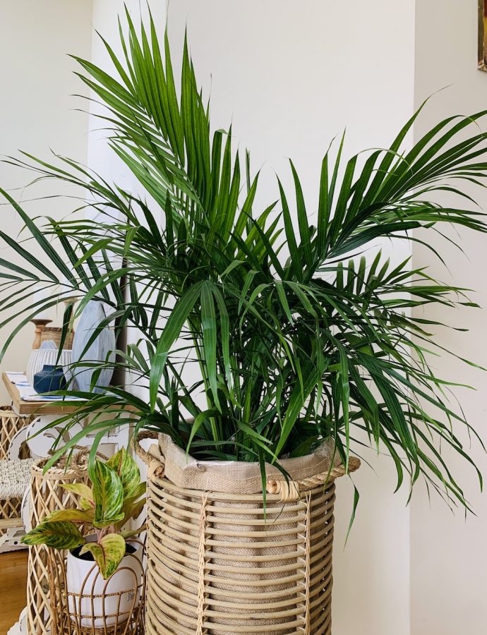 How to Grow Majesty Palm for a Tropical Look