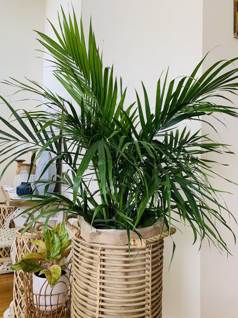 Indoor Garden 3 #Palms #MajestyPalm #IndoorPlants #HousePlants #Solutions #GrowMajestyPalm #GoGreen 