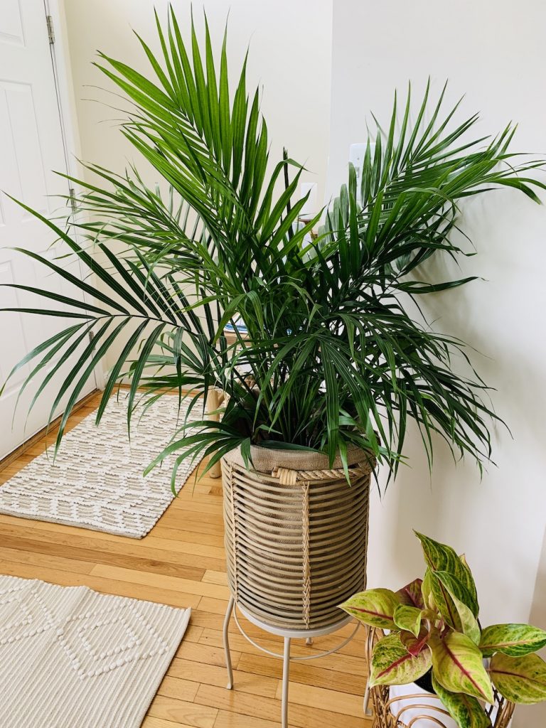 Indoor Garden 4 #Palms #MajestyPalm #IndoorPlants #HousePlants #Solutions #GrowMajestyPalm #GoGreen 