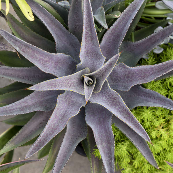 Purple People Eater Mangave Companions #Mangave #PurplePeopleEaterMangave #CompanionPlants #CompanionsPurplePeopleEater #Garden #Gardening #MadAboutMangave #EasyToGrow #LowMaintenance #DroughtTolerant #Succulent #WaltersGardensInc