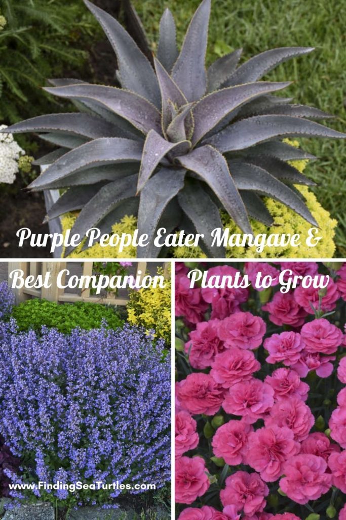 Purple People Eater Mangave Best Companion Plants to Grow #Mangave #PurplePeopleEaterMangave #CompanionPlants #CompanionsPurplePeopleEater #Garden #Gardening #MadAboutMangave #EasyToGrow #LowMaintenance #DroughtTolerant #Succulent #WaltersGardensInc