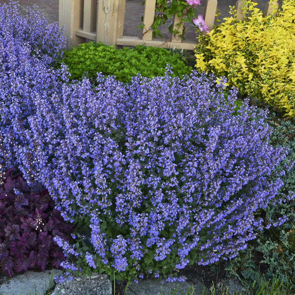 Companions Purrsian Blue Nepeta - Walters Gardens Inc. #Mangave #PurplePeopleEaterMangave #CompanionPlants #CompanionsPurplePeopleEater #Garden #Gardening #MadAboutMangave #EasyToGrow #LowMaintenance #DroughtTolerant #Succulent #WaltersGardensInc