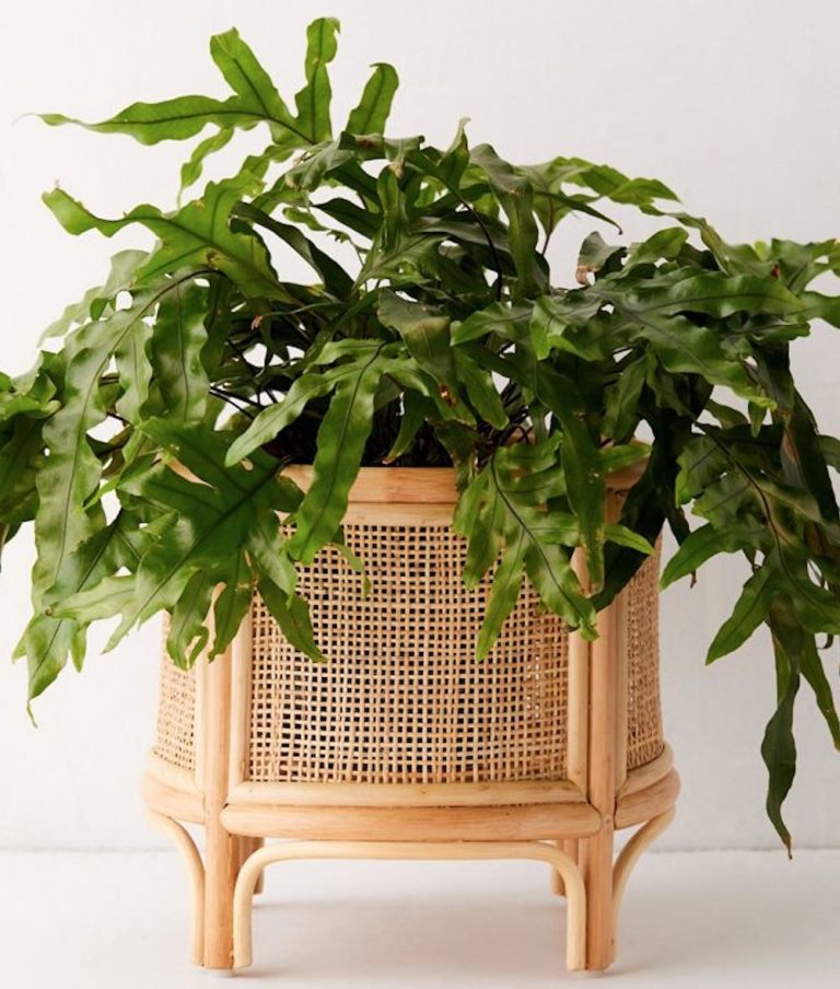 15 Best Rattan Pot Planters with Boho Style