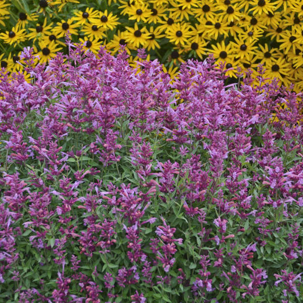 Rosie Posie Agastache photo by Walters Gardens Inc #Mangave #SnowLeopardMangave #Garden #Gardening #MadAboutMangave #EasyToGrow #ContainerGardening #DroughtTolerant #Succulent #WaltersGardensInc