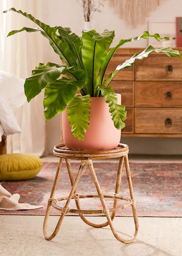 13 Rattan Plant Stands We Adore