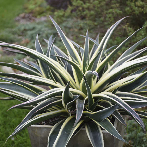 Snow Leopard Mangave photo by Walters Gardens Inc #Mangave #SnowLeopardMangave #Garden #Gardening #MadAboutMangave #EasyToGrow #ContainerGardening #DroughtTolerant #Succulent #WaltersGardensInc