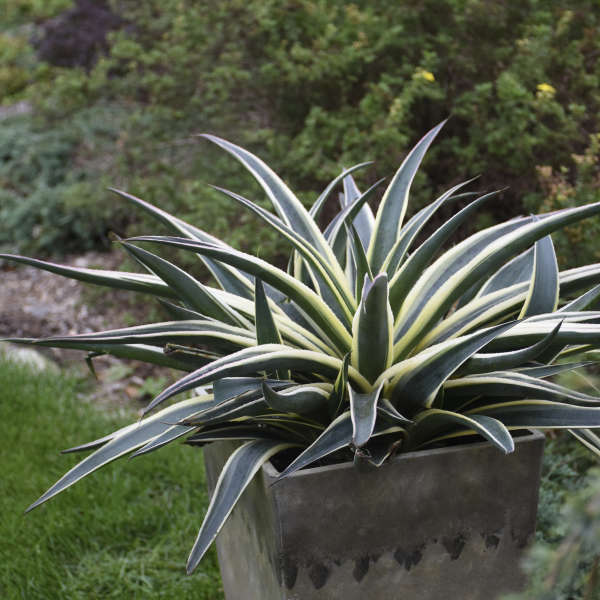 Snow Leopard Mangave photo by Walters Gardens Inc #Mangave #SnowLeopardMangave #Garden #Gardening #MadAboutMangave #EasyToGrow #ContainerGardening #DroughtTolerant #Succulent #WaltersGardensInc