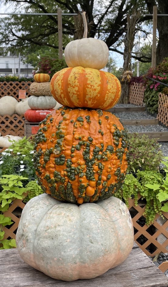 Pumpkin Stack at The Garden Shoppe_1615 #Fall #Porch #FallPorch #FallDecor #HomeDecor #AutumnDecor