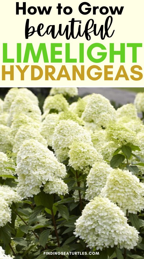 Grow Limelight Hydrangeas #GrowLimelightHydrangeas #LimelightHydrangeas #Hydrangeas